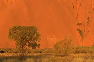 Ablaze: Desert Oak - bushland and single desert oak tree