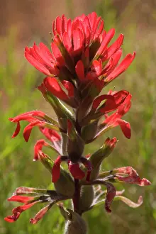Castilleja: Desert Paintbrush