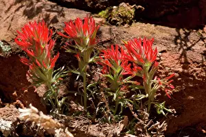 Zion: Desert paintbrush (Castilleja chromosa). Zion National