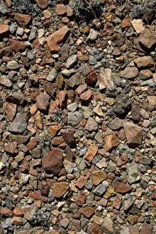 Chihuahuan: Desert Pavement