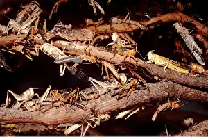 Pests: DESERT PLAGUE LOCUST