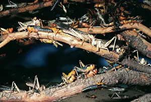 Schistocerca: Desert 'PlagueI Locust