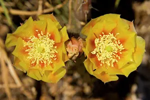 Pears: Desert Prickly Pear - The flowers of this cactus