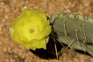Pears: Desert Prickly Pear - The flowers of this cactus