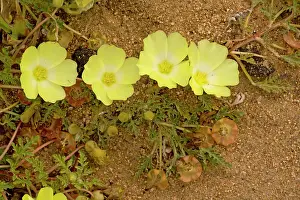 Primroses: Desert Primrose