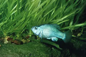 Macularius: Desert Pupfish - male endemic species to Death Valley