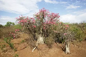 Multiflorum: Desert Rose