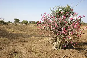 Multiflorum: Desert Rose