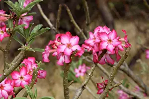 Multiflorum: Desert Rose
