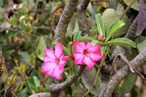 Multiflorum: Desert Rose