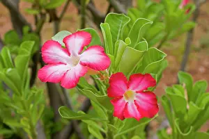 Multiflorum: Desert Rose - close-up of flowers