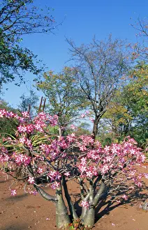 Basal: Desert Rose / Impala Lily - in bloom, showing swollen