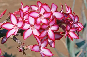 Multiflorum: Desert Rose / Impala Lily - close-up of flower in bloom