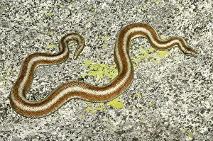 Lichanura: Desert Rosy Boa