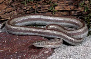 Boas: Desert Rosy Boa