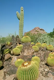 Barrels: Desert - Saguaro & Gold Barrel Cactus