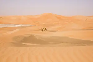 Dromedarius: Desert scene with Dromedary Camels