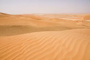 Dromedarius: Desert scene with Dromedary Camels in background
