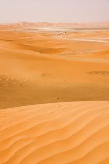 Dromedarius: Desert scene with Dromedary Camels in background