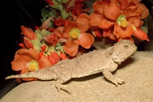 Phrynosoma: Desert Short-horned Lizard - & poppy mallow