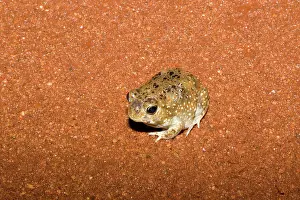 Spadefoot: Desert Shovelfoot / Desert Spadefoot Toad