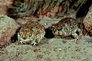 Occurs: Desert spadefoot toads - Occurs in arid areas