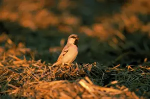 Simplex: Desert Sparrow - male