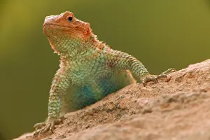 Magister: Desert Spiny Lizard