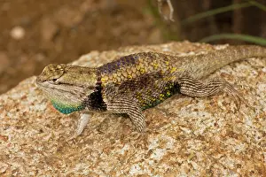Dewlap: Desert Spiny Lizard