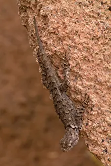 Concealment: Desert Spiny Lizard