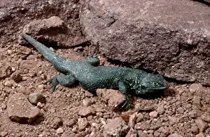 Magister: Desert Spiny Lizard