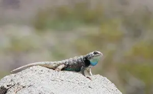 Dewlap: Desert spiny lizard