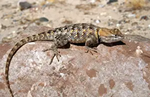 Sunning: Desert Spiny Lizard