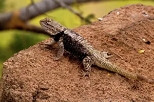 Sunning: Desert Spiny Lizard male