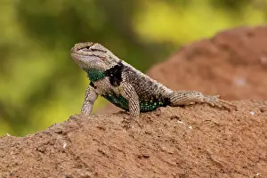 Sunning: Desert Spiny Lizard male