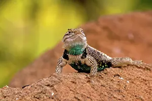 Sunning: Desert Spiny Lizard male