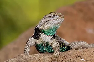 Sunning: Desert Spiny Lizard male