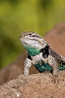 Sunning: Desert Spiny Lizard male