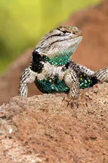 Sunning: Desert Spiny Lizard male