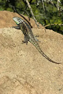 Magister: Desert Spiny Lizard - On rock