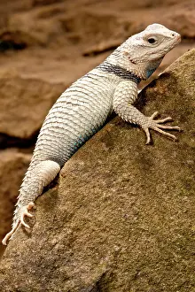 Magister: Desert Spiny Lizard, Sceloporus magister
