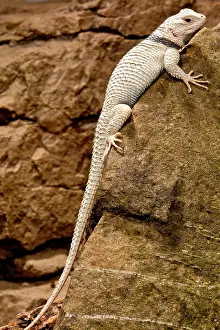 Magister: Desert Spiny Lizard, Sceloporus magister