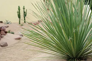Resistant: Desert Spoon
