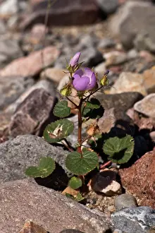 Rotundifolia: Desert Five Spot ( Eremalche rotundifolia). California