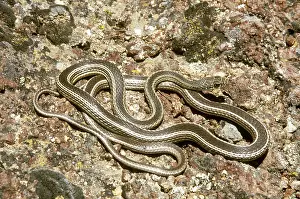 Masticophis: Desert Striped Whipsnake