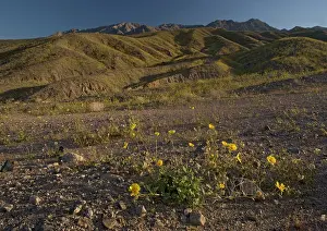 Canescens: Desert Sunflower / Gold - flowering profusely