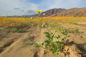 Canescens: Desert Sunflowers