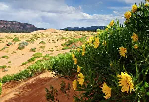 Canescens: Desert Sunflowers - Coral Pink Sand Dunes