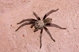 Tarantulas: Desert Tarantula