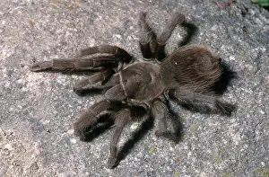 Blond: Desert Tarantula